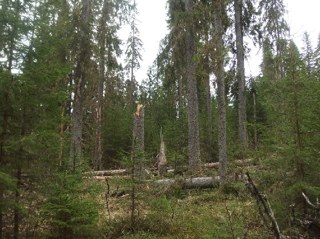Фото 2. Старовозрастный ельник в заповеднике «Кивач»