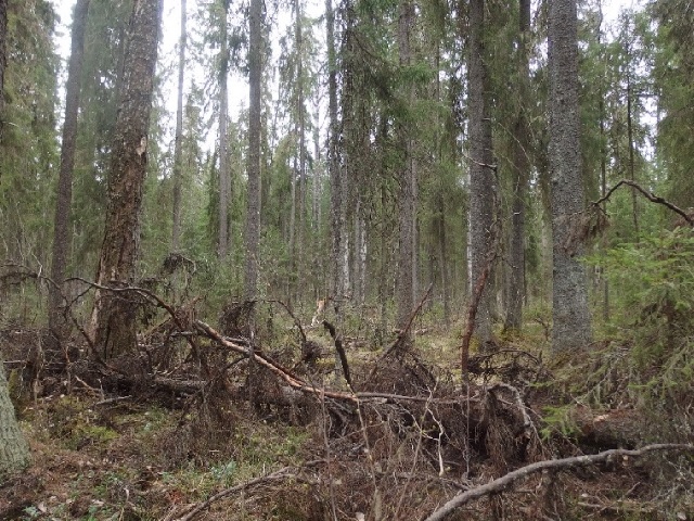 Фото 3. Масса гниющей древесины в таёжном лесу может составлять от 20% до 40% массы живых деревьев