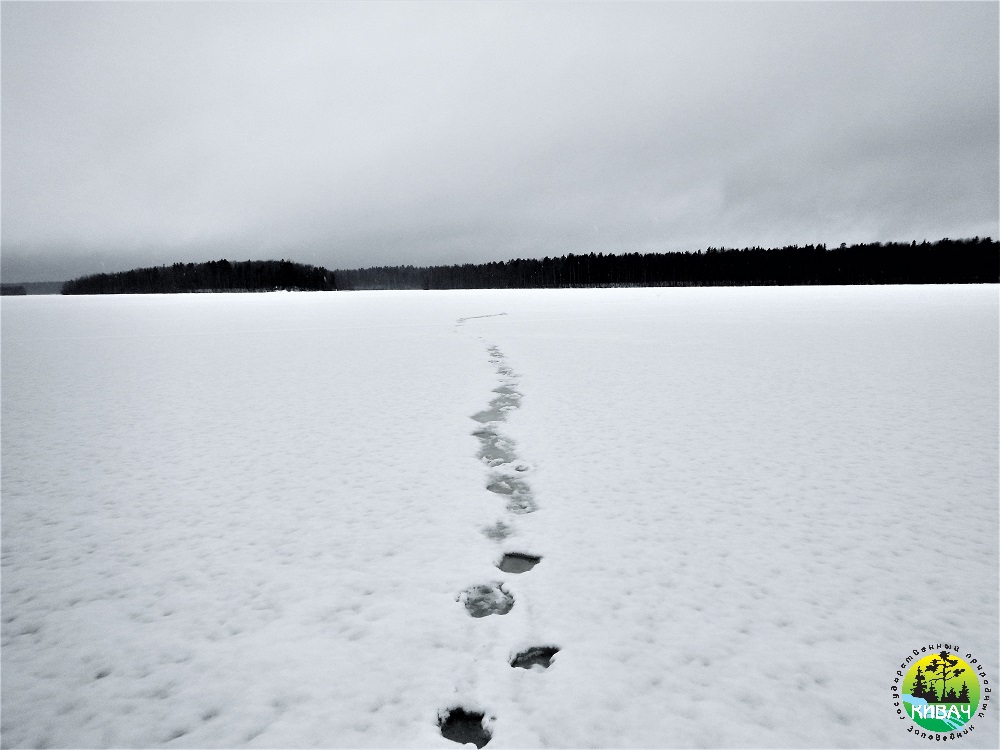 Следы медведя на льду озера. Апрель 2018 года